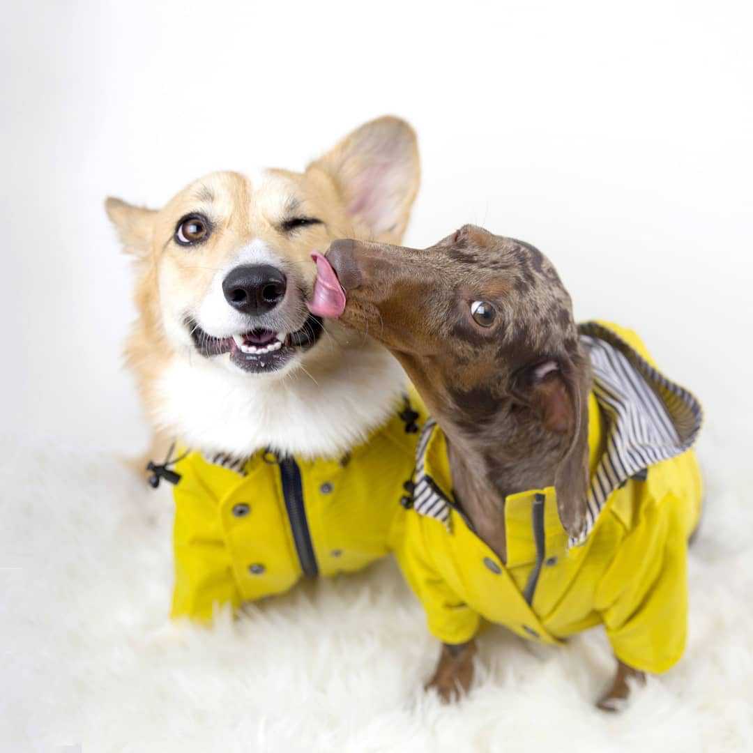 Alpha Tempest™ – Weatherproof Field Coat
