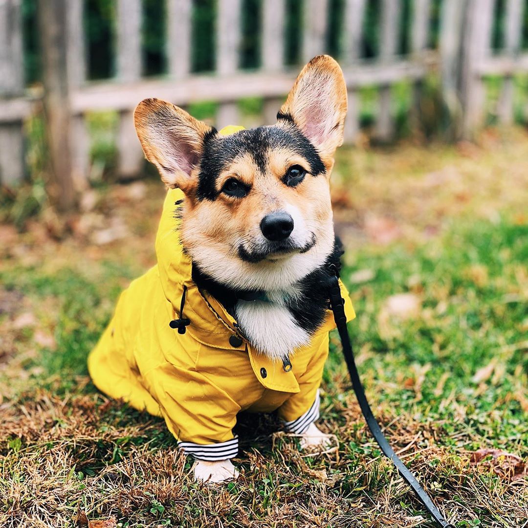 Alpha Tempest™ – Weatherproof Field Coat